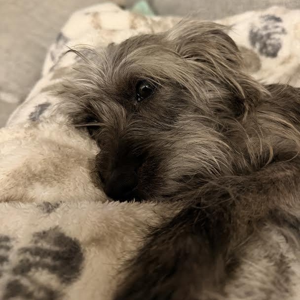 Enlarge Schnitzel, a ADOPTABLE mixed breed in Midlothian, VA image 3/5