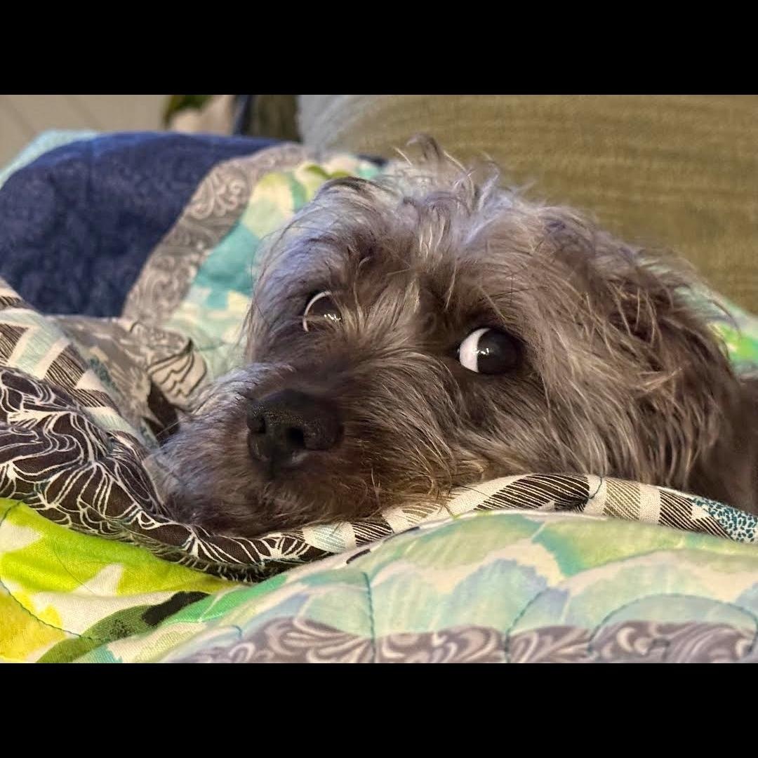 Enlarge Schnitzel, a ADOPTABLE mixed breed in Midlothian, VA image 5/5