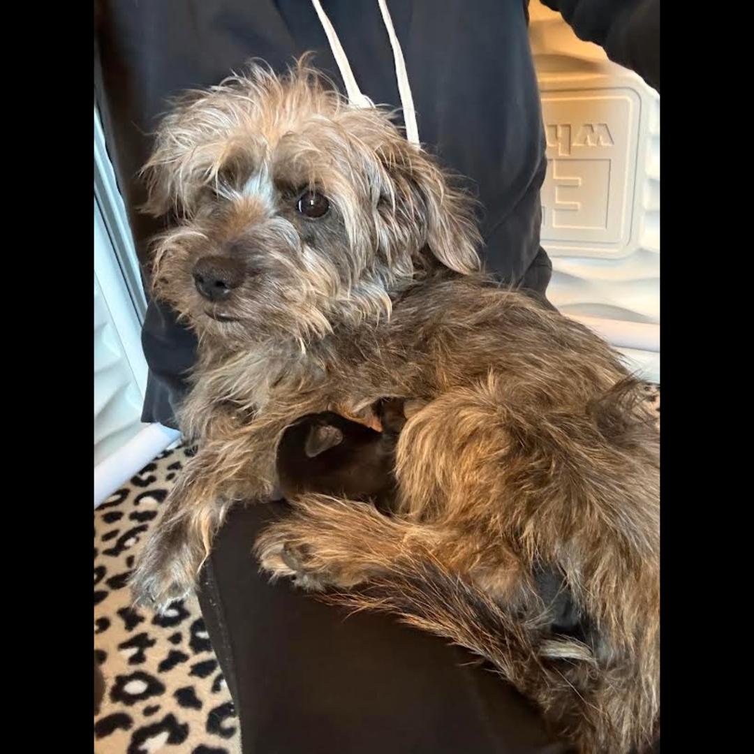 Enlarge Schnitzel, a ADOPTABLE mixed breed in Midlothian, VA image 2/5