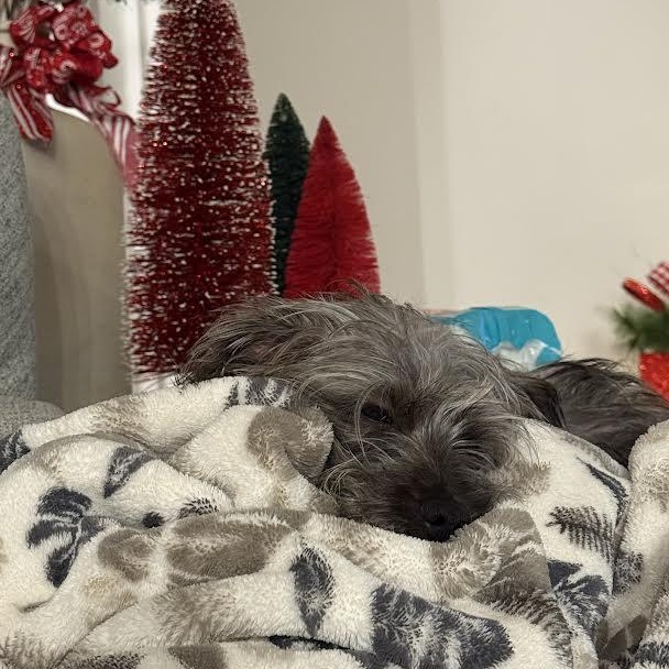 Enlarge Schnitzel, a ADOPTABLE mixed breed in Midlothian, VA image 4/5