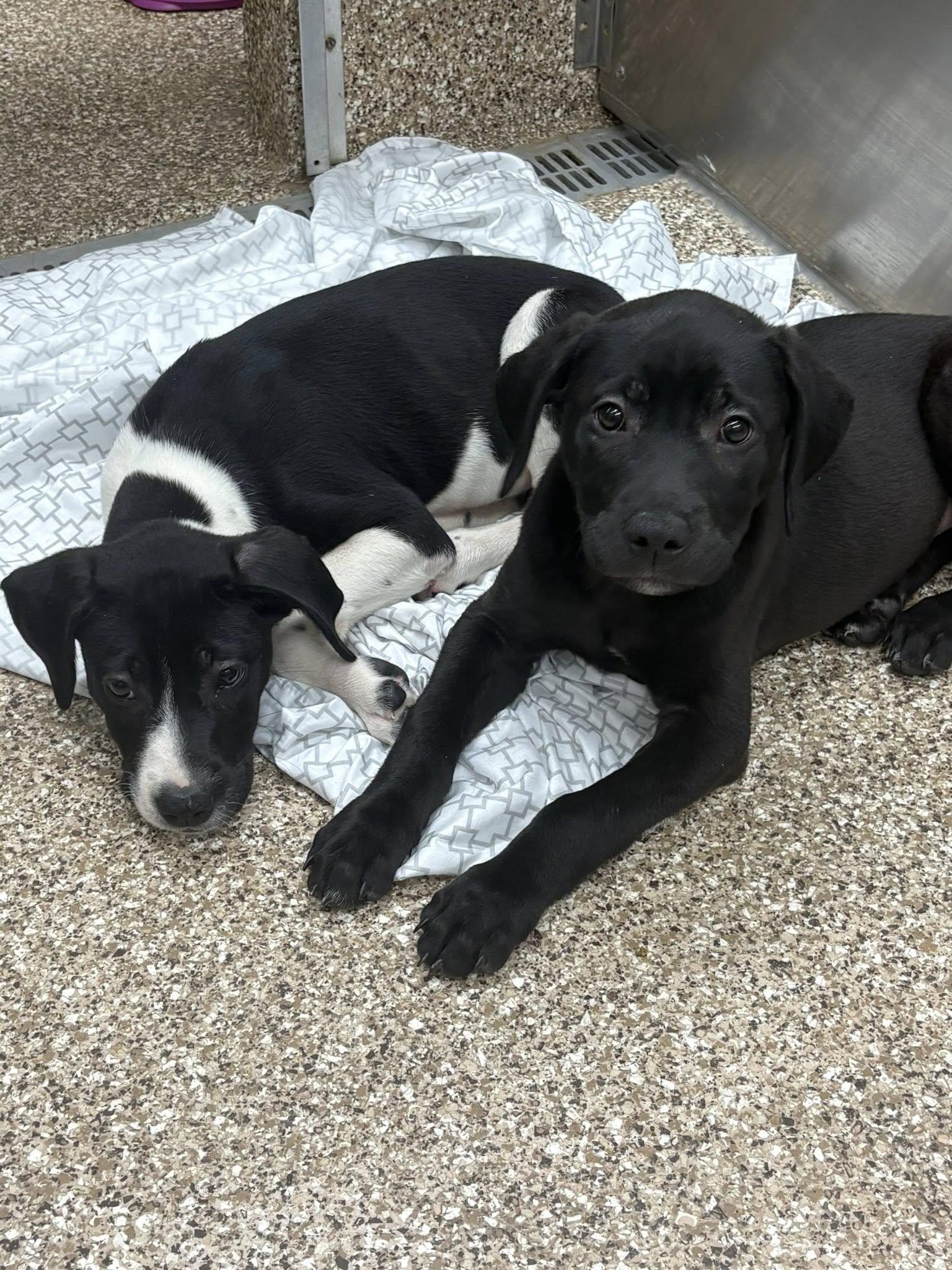 Two Cuties