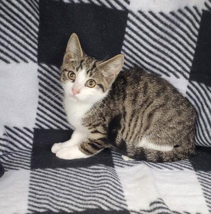 7097 (Muffin), Adoptable, Kitten Male Domestic Short Hair.