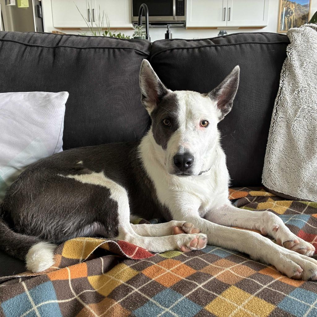 Phantom, Adoptable, Young Male Border Collie & Husky.