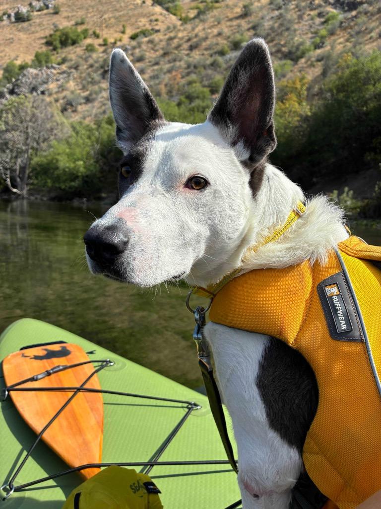 Phantom, a Adoptable mixed breed in Logan, UT image 2/3