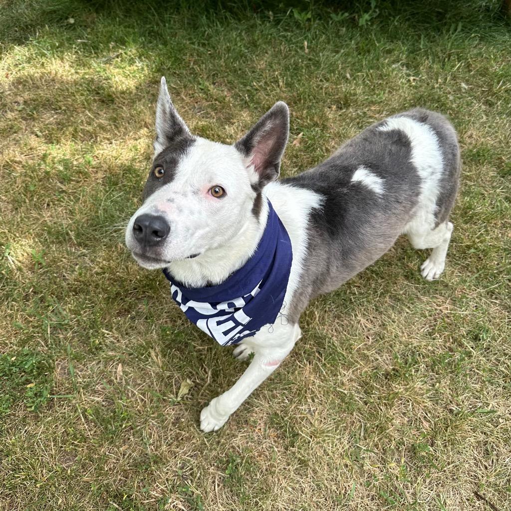 Enlarge Phantom, a Adoptable mixed breed in Logan, UT image 2/2