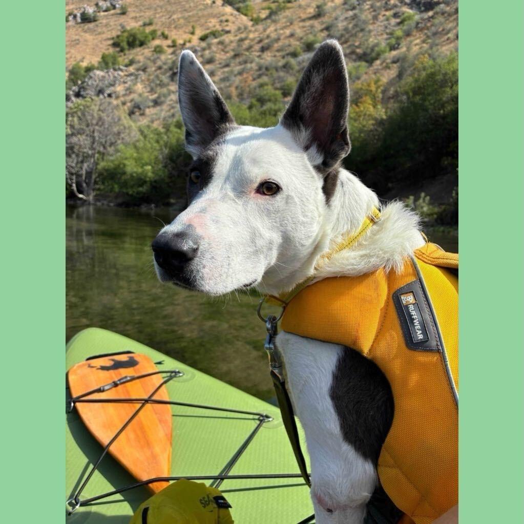 Enlarge Phantom, a Adoptable mixed breed in Logan, UT image 3/3