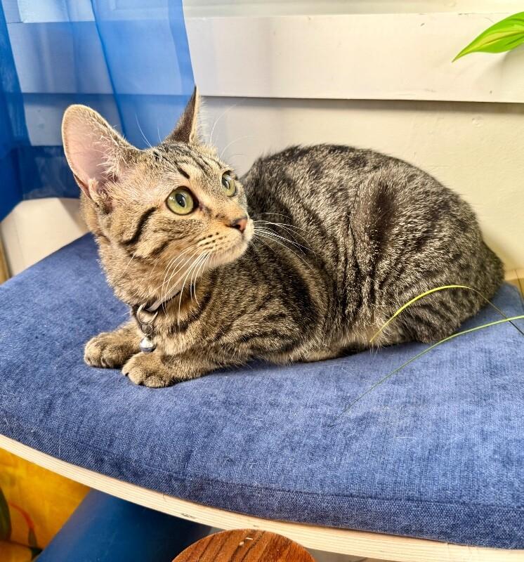 Queens New York — thumbnail 5