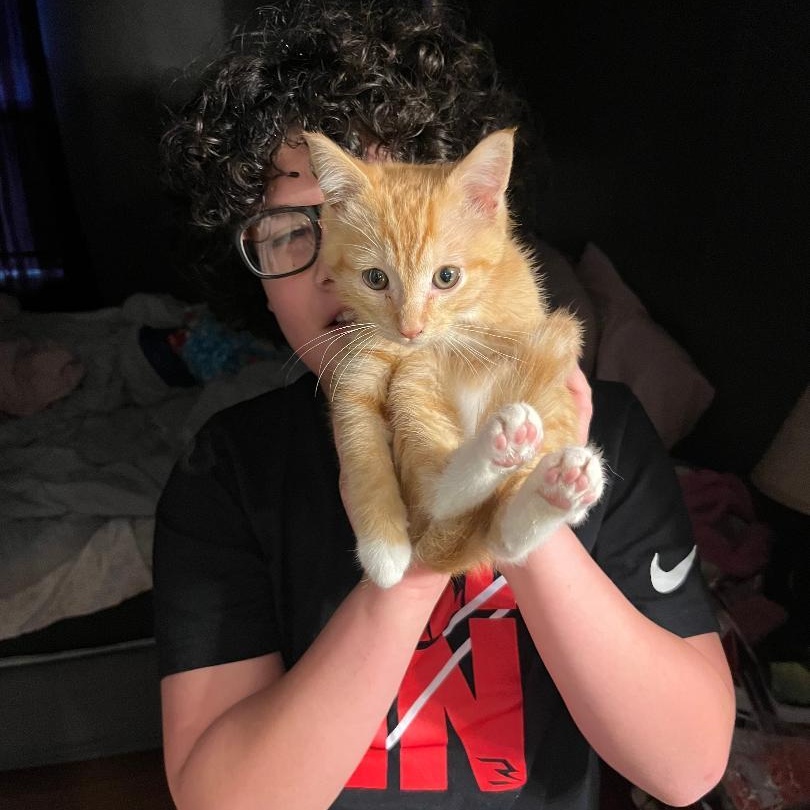 Pumpkin, adopted, Kitten Male Domestic Short Hair.