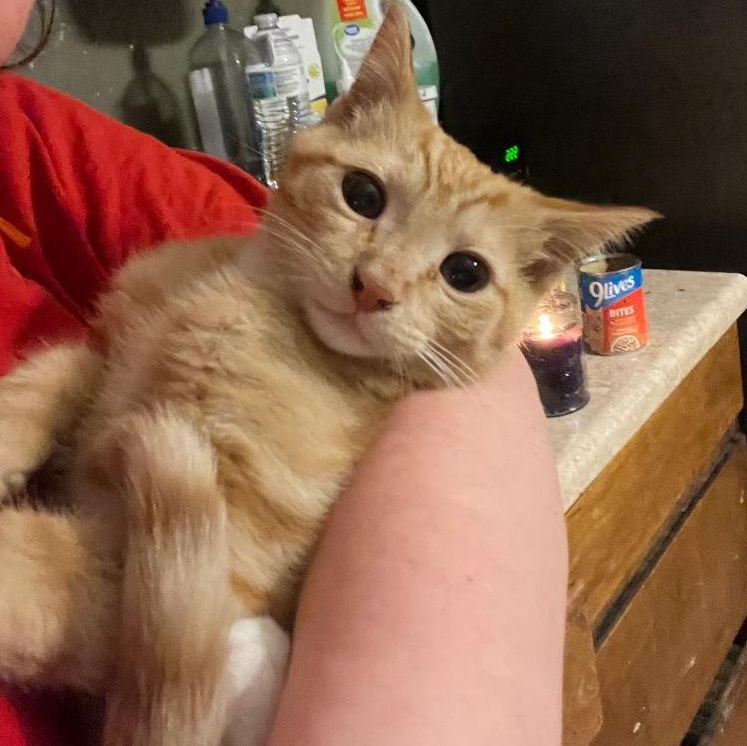 Enlarge Pumpkin, an adopted Domestic Short Hair in Gastonia, NC image 3/4