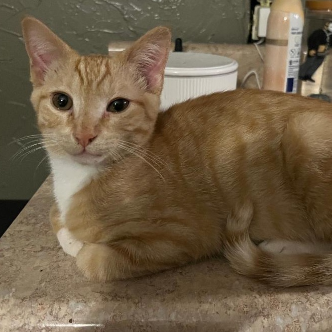 Enlarge Pumpkin, an adopted Domestic Short Hair in Gastonia, NC image 4/4