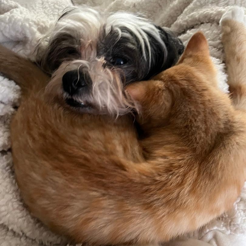 Enlarge Pumpkin, an adopted Domestic Short Hair in Gastonia, NC image 2/4