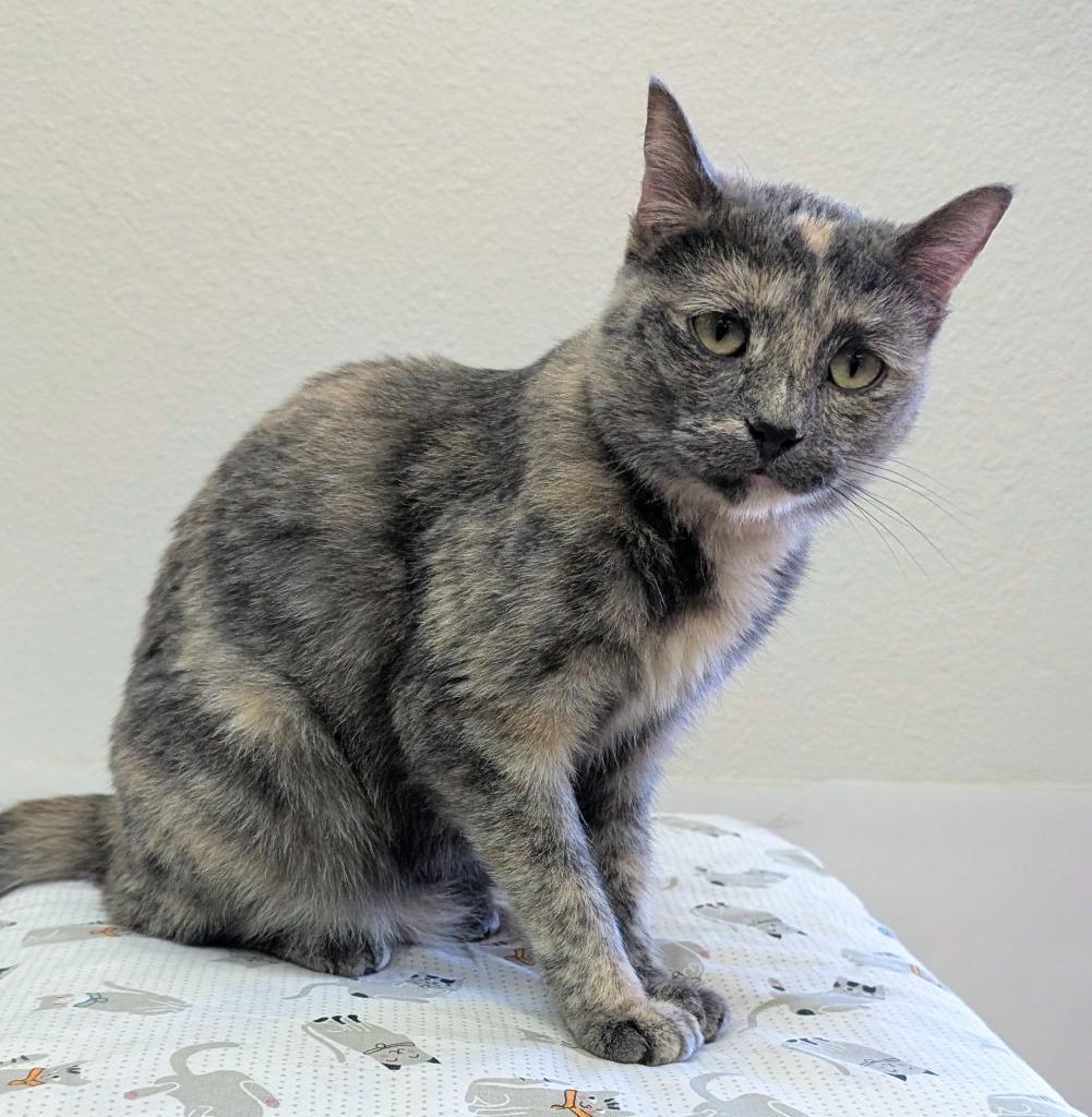 Enlarge Sangria, a Adoptable mixed breed in Peoria, AZ image 1/6