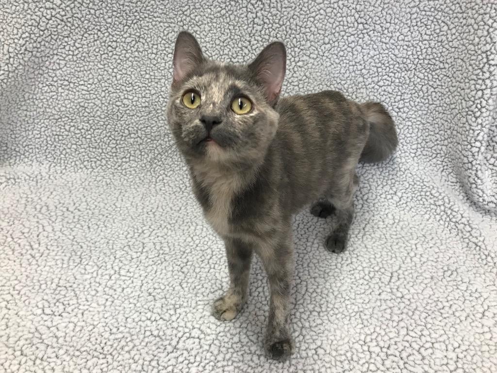 Enlarge Sangria, a Adoptable mixed breed in Peoria, AZ image 4/6