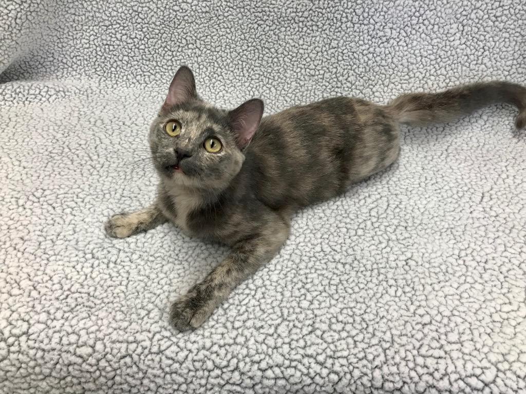 Enlarge Sangria, a Adoptable mixed breed in Peoria, AZ image 5/6