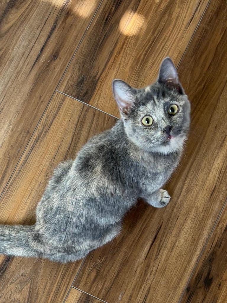 Enlarge Sangria, a Adoptable mixed breed in Peoria, AZ image 6/6