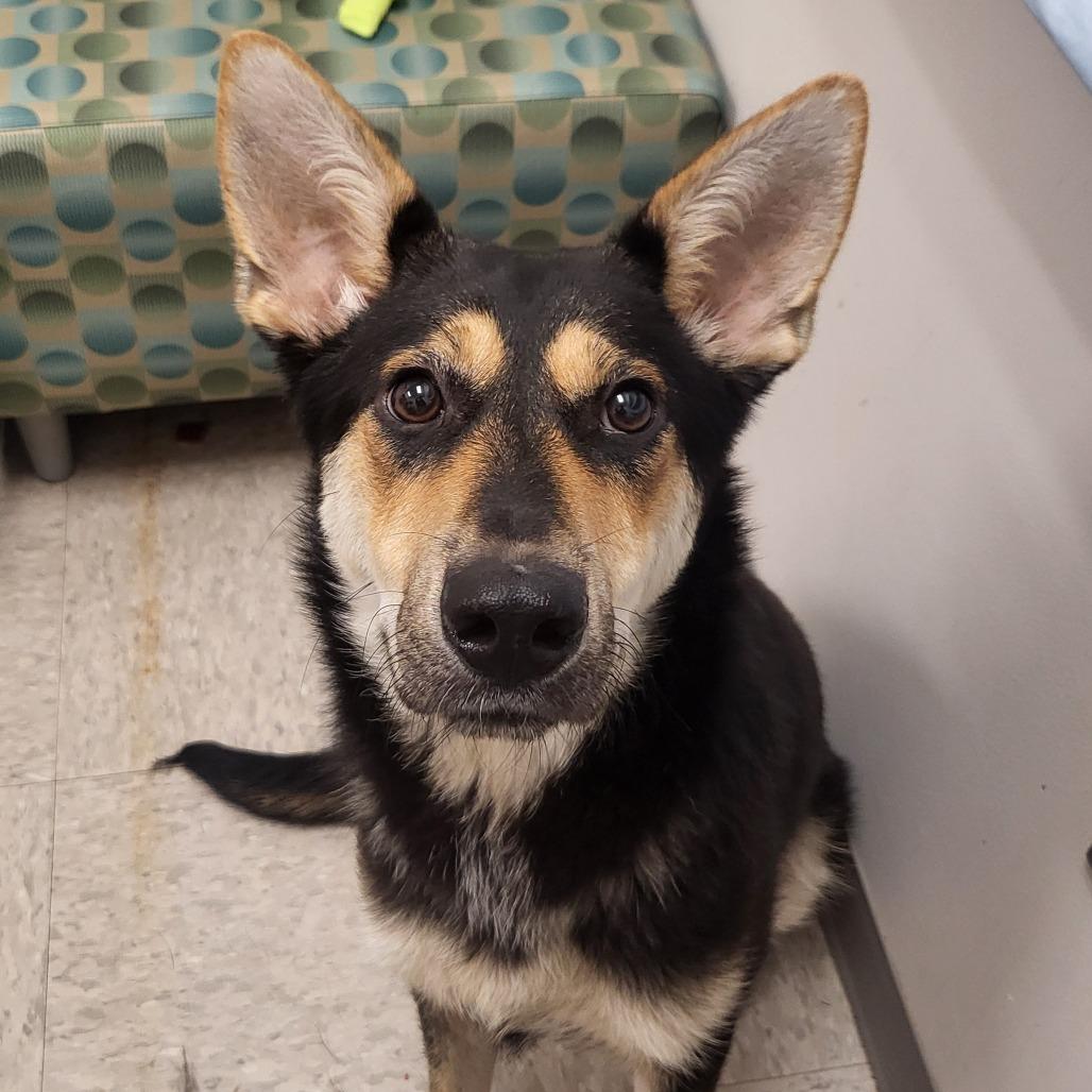 Foxy, Adoptable, Adult Female Shepherd & Husky.