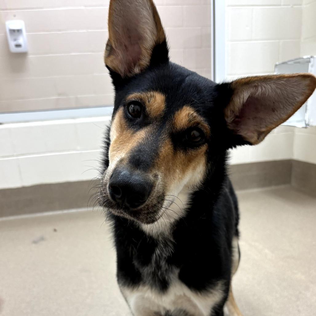 Foxy, a Adoptable mixed breed in Chatham, VA image 2/3