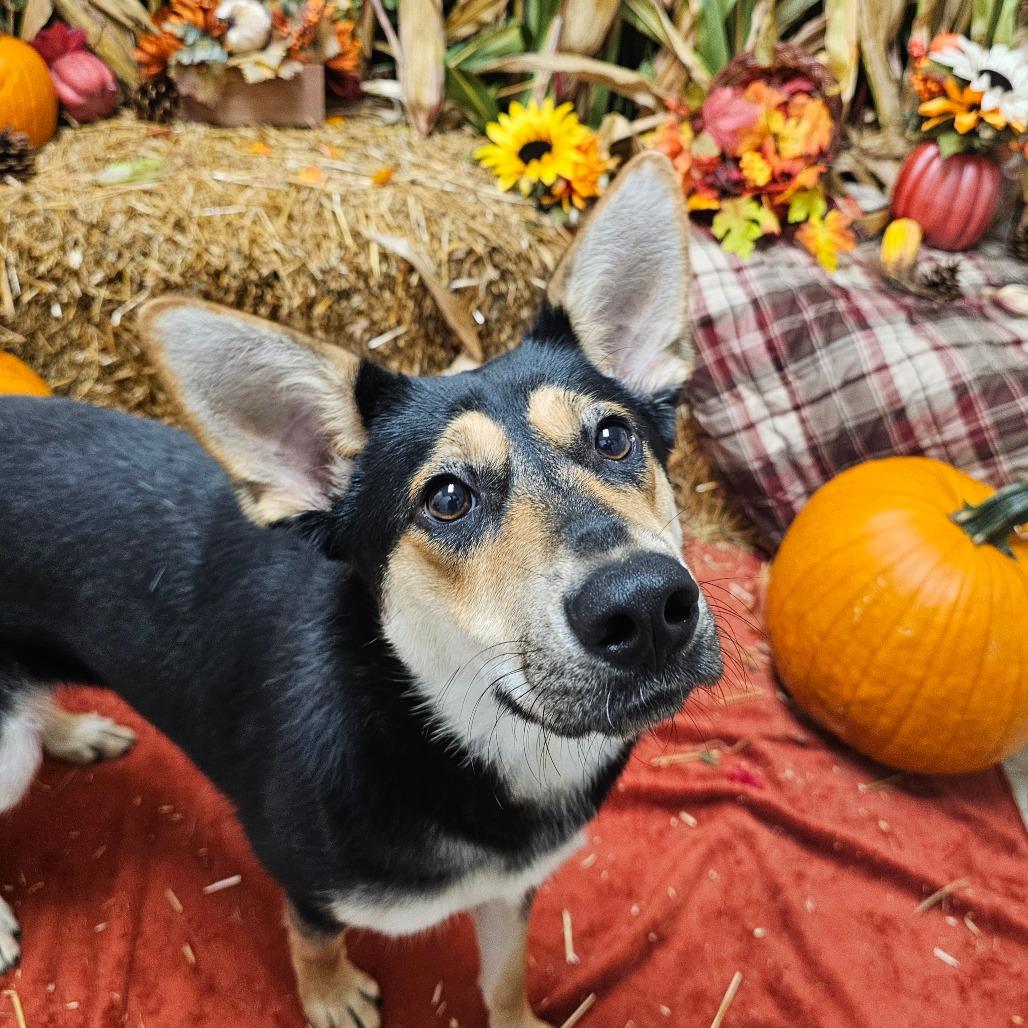 Enlarge Foxy, a Adoptable mixed breed in Chatham, VA image 2/2