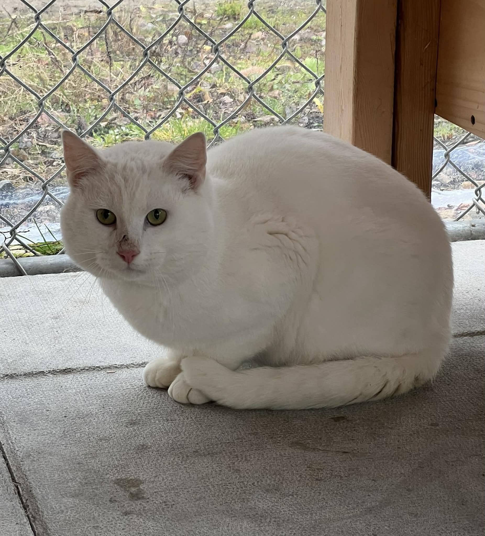 Blizzard, ADOPTABLE, Young Male Domestic Short Hair.