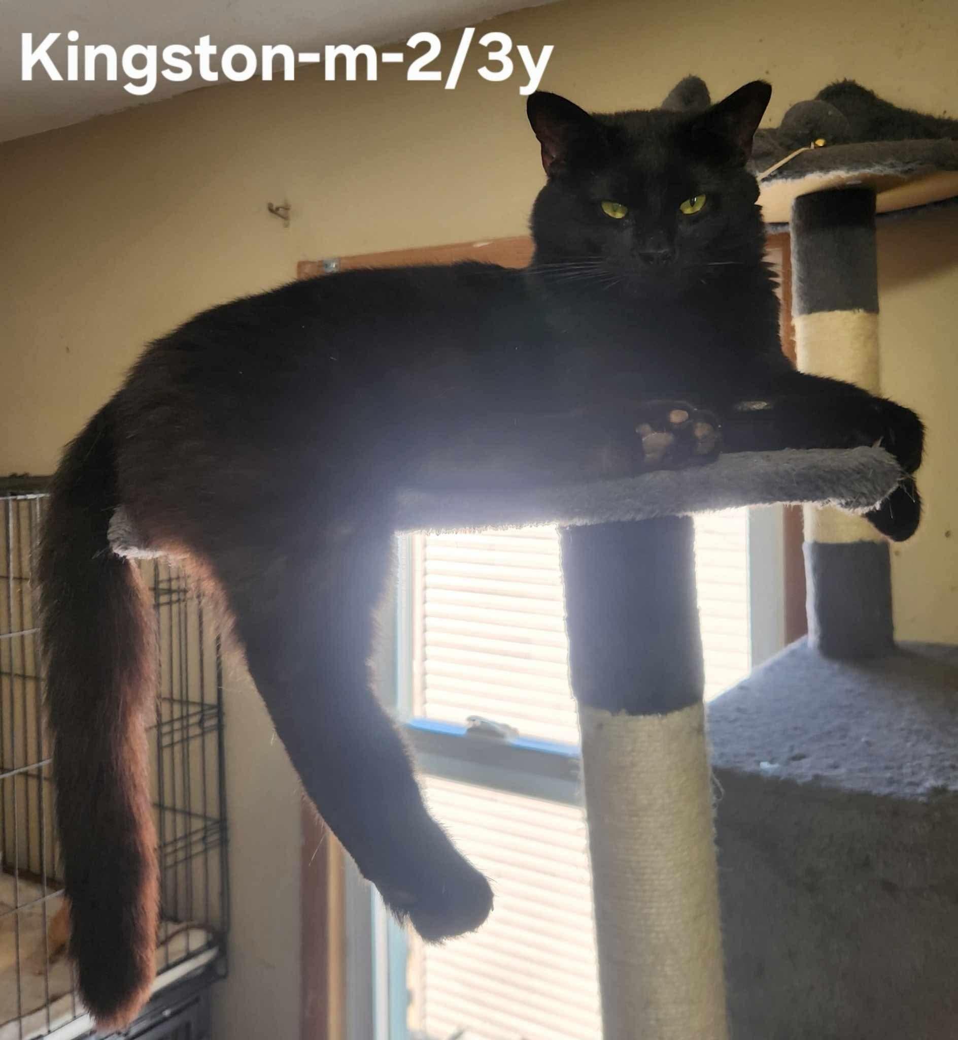 Enlarge Kingston, a Adoptable Domestic Medium Hair in Clymer, PA image 3/3