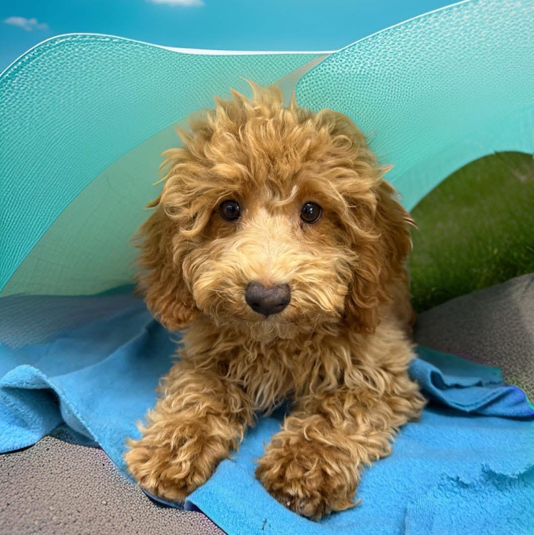 Enlarge Pierre, an adopted Poodle in Cortlandt Manor, NY image 5/5