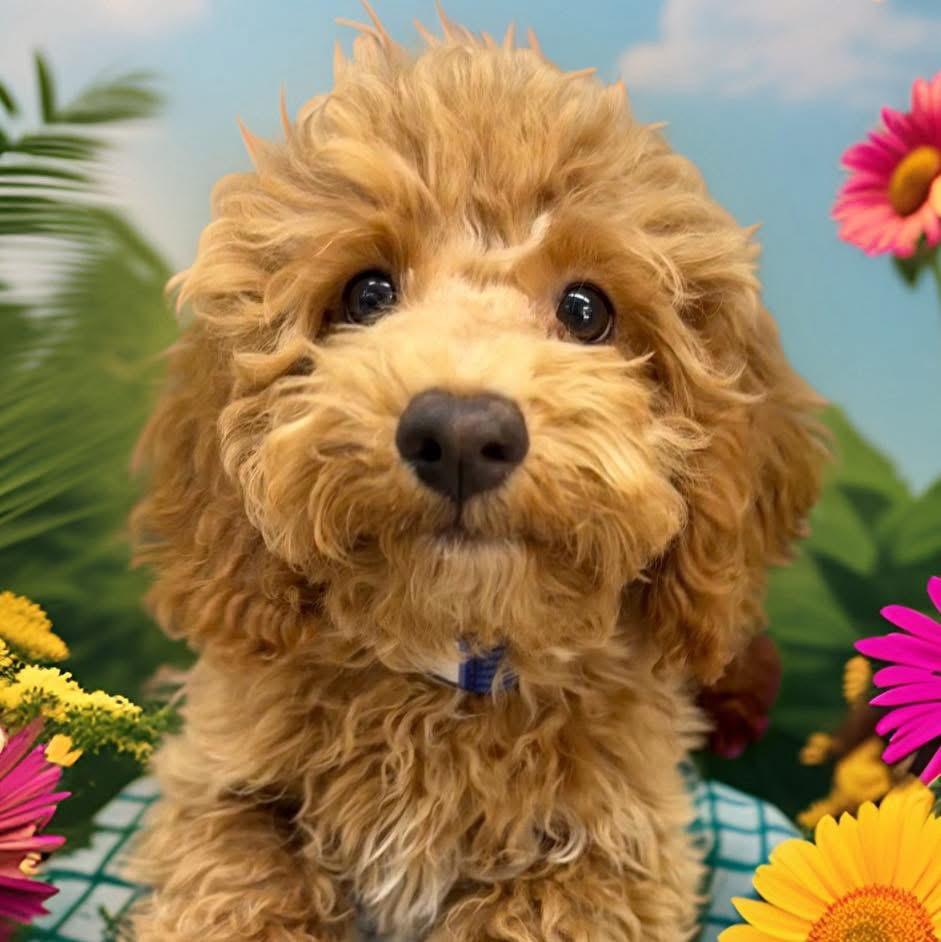 Enlarge Pierre, an adopted Poodle in Cortlandt Manor, NY image 2/5