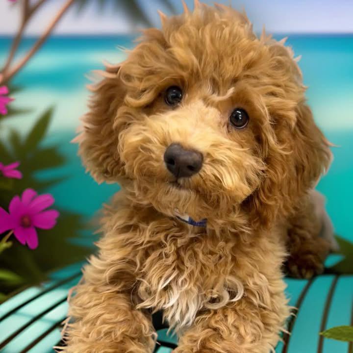 Enlarge Pierre, an adopted Poodle in Cortlandt Manor, NY image 1/5