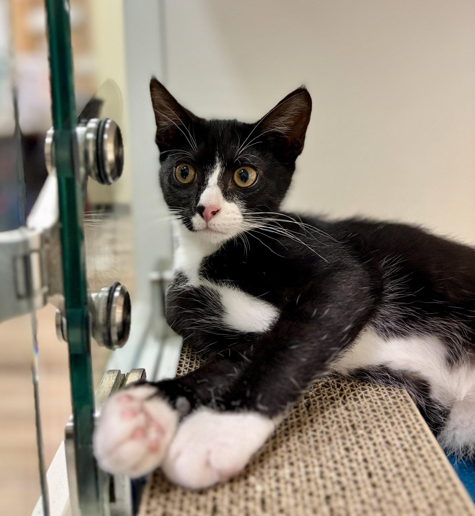 Enlarge Panda (bonded with Lemur), a Adopted Domestic Short Hair in Oakland, CA image 1/1