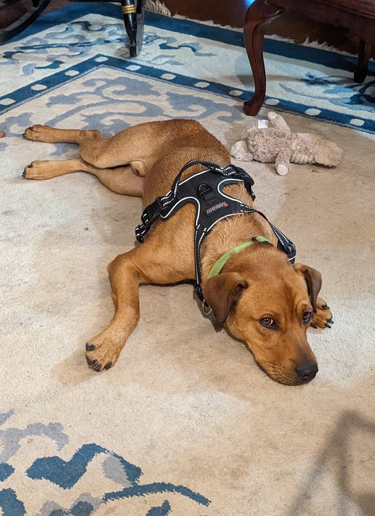 Dog for adoption Napoleon, a Labrador Retriever in Hayward, CA