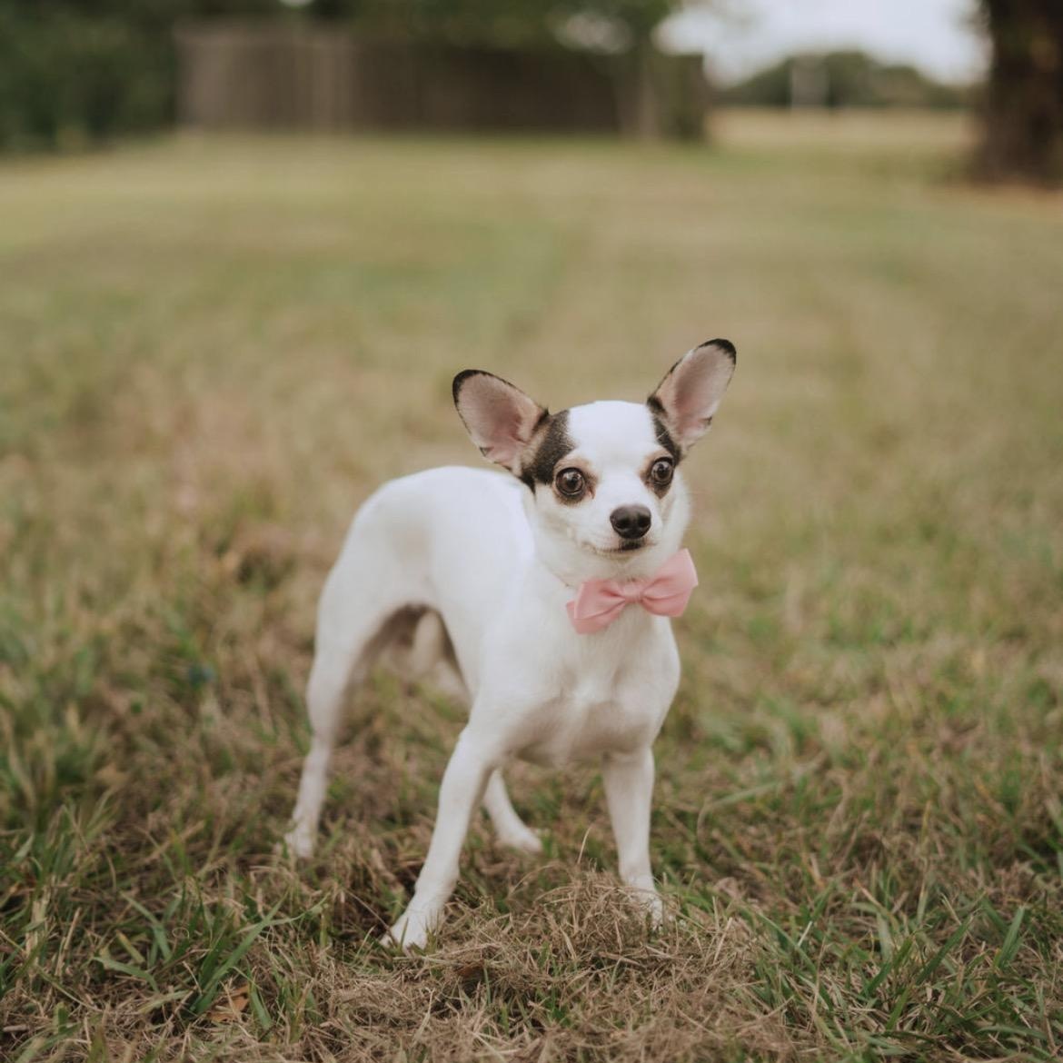 Enlarge Panda, a Adoptable mixed breed in Horseheads, NY image 1/3