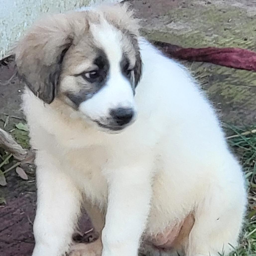 Dolly Parton, Adoptable, Puppy Female Great Pyrenees & Mixed Breed.
