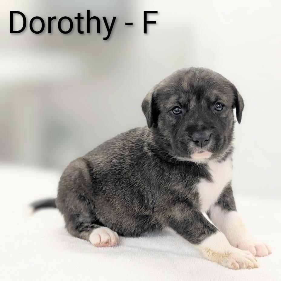 Enlarge Dorothy, a Adoptable mixed breed in Griswold, CT image 1/3