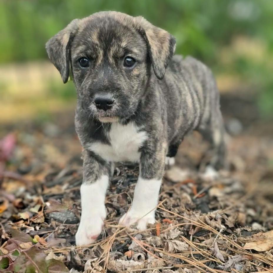 Enlarge Dorothy, a Adoptable mixed breed in Griswold, CT image 2/3