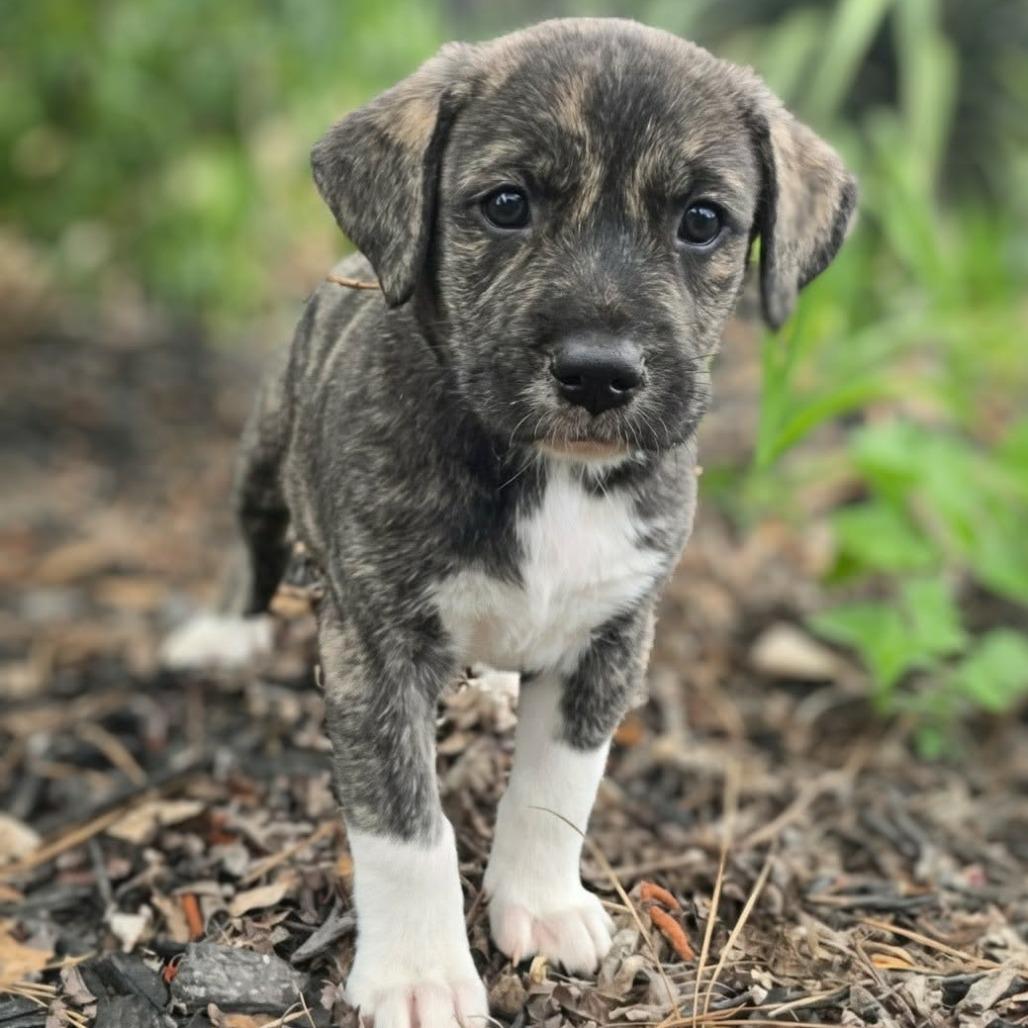 Enlarge Dorothy, a Adoptable mixed breed in Griswold, CT image 3/3