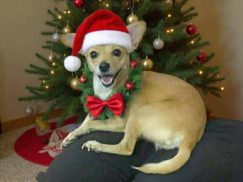 Enlarge Cardi, a Adoptable mixed breed in Albany, NY image 1/6