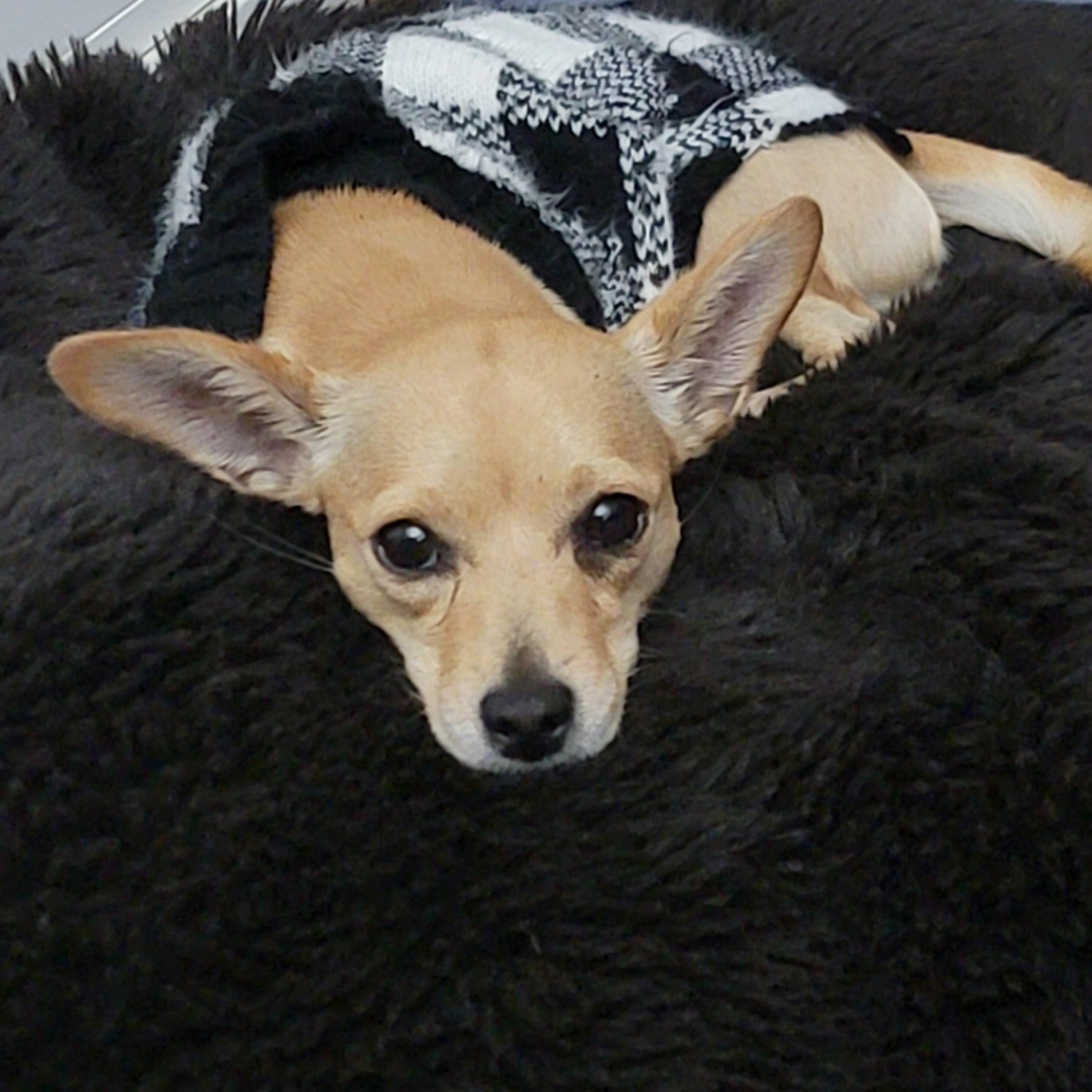 Enlarge Cardi, a Adoptable mixed breed in Albany, NY image 4/6