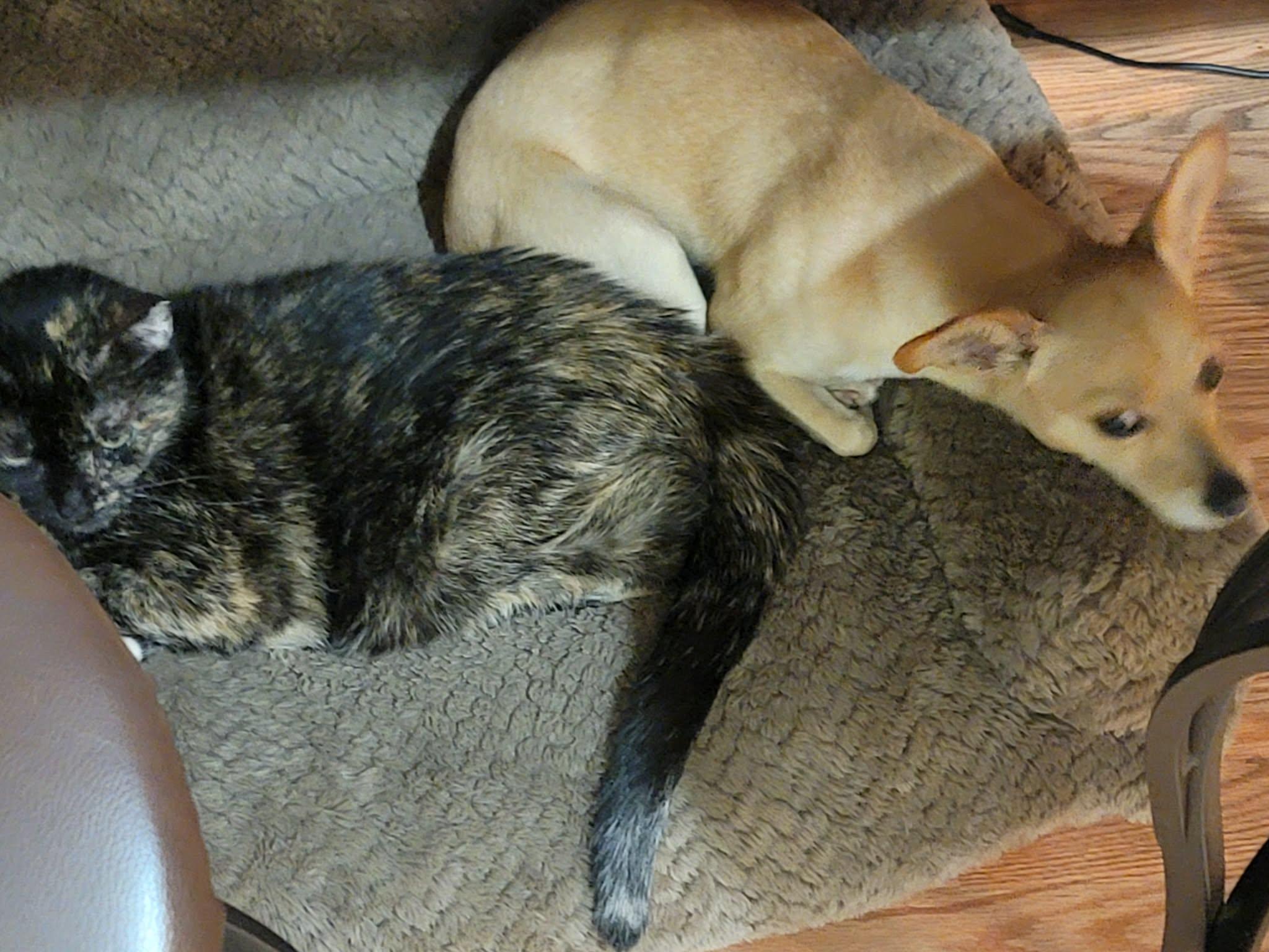 Enlarge Cardi, a Adoptable mixed breed in Albany, NY image 2/6