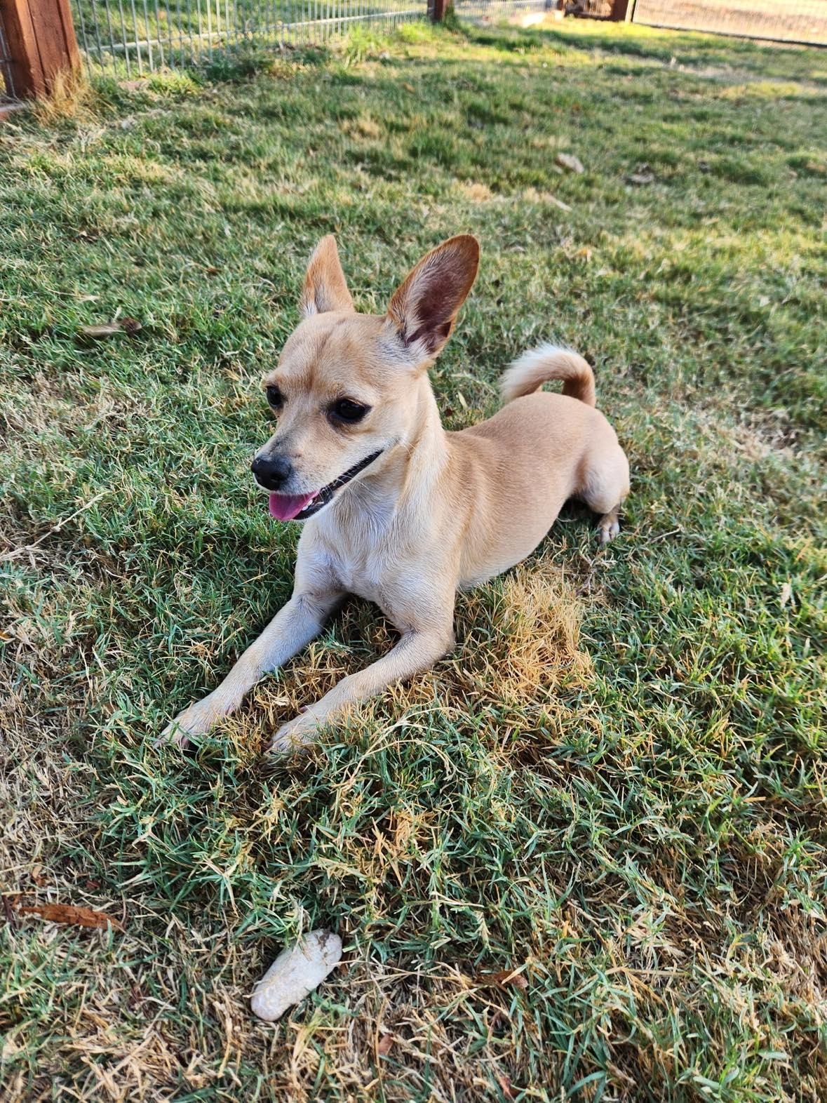 Enlarge Cardi, a Adoptable mixed breed in Albany, NY image 6/6