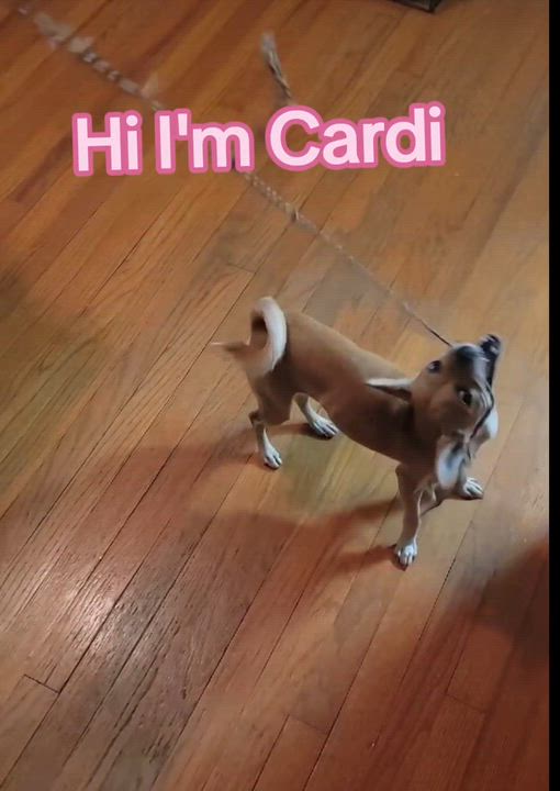 Enlarge Cardi, a Adoptable mixed breed in Albany, NY video 5/6