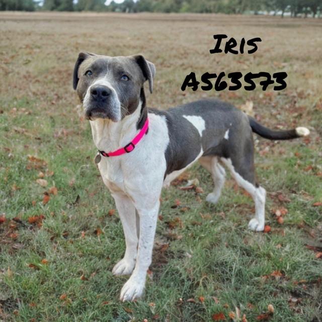 Enlarge IRIS, a Adoptable mixed breed in Huntsville, AL image 1/1
