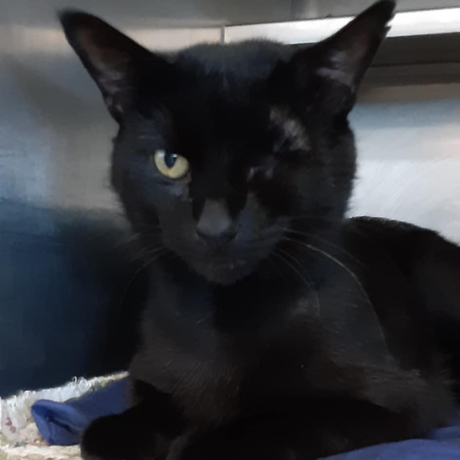 Banks, Adult Male Domestic Short Hair