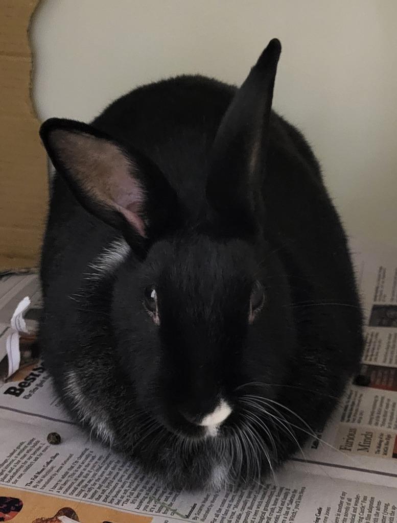Jack, Adoptable, Adult Male American.