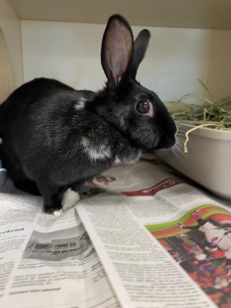 Enlarge Jack, a Adoptable American in Bloomington, IN image 2/2