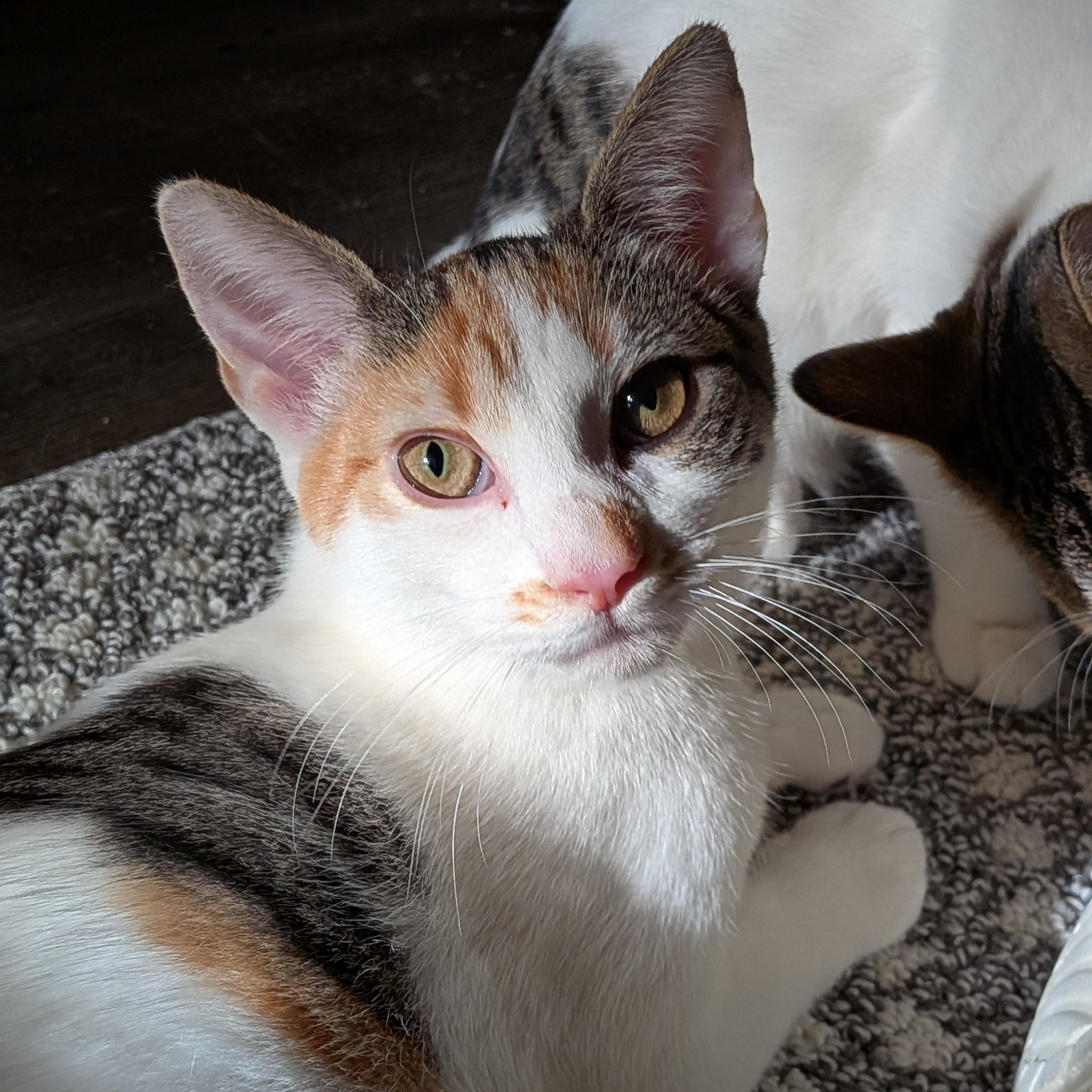 Enlarge Donut (The Breakfast Club), a Adoptable Domestic Short Hair in Tucker, GA image 5/6