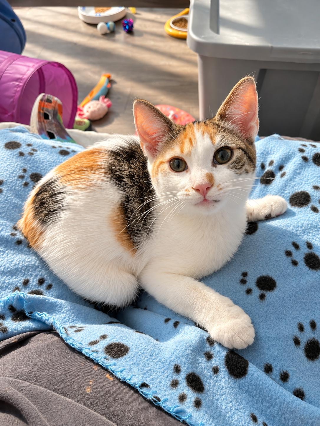 Enlarge Donut (The Breakfast Club), a Adoptable Domestic Short Hair in Tucker, GA image 3/6