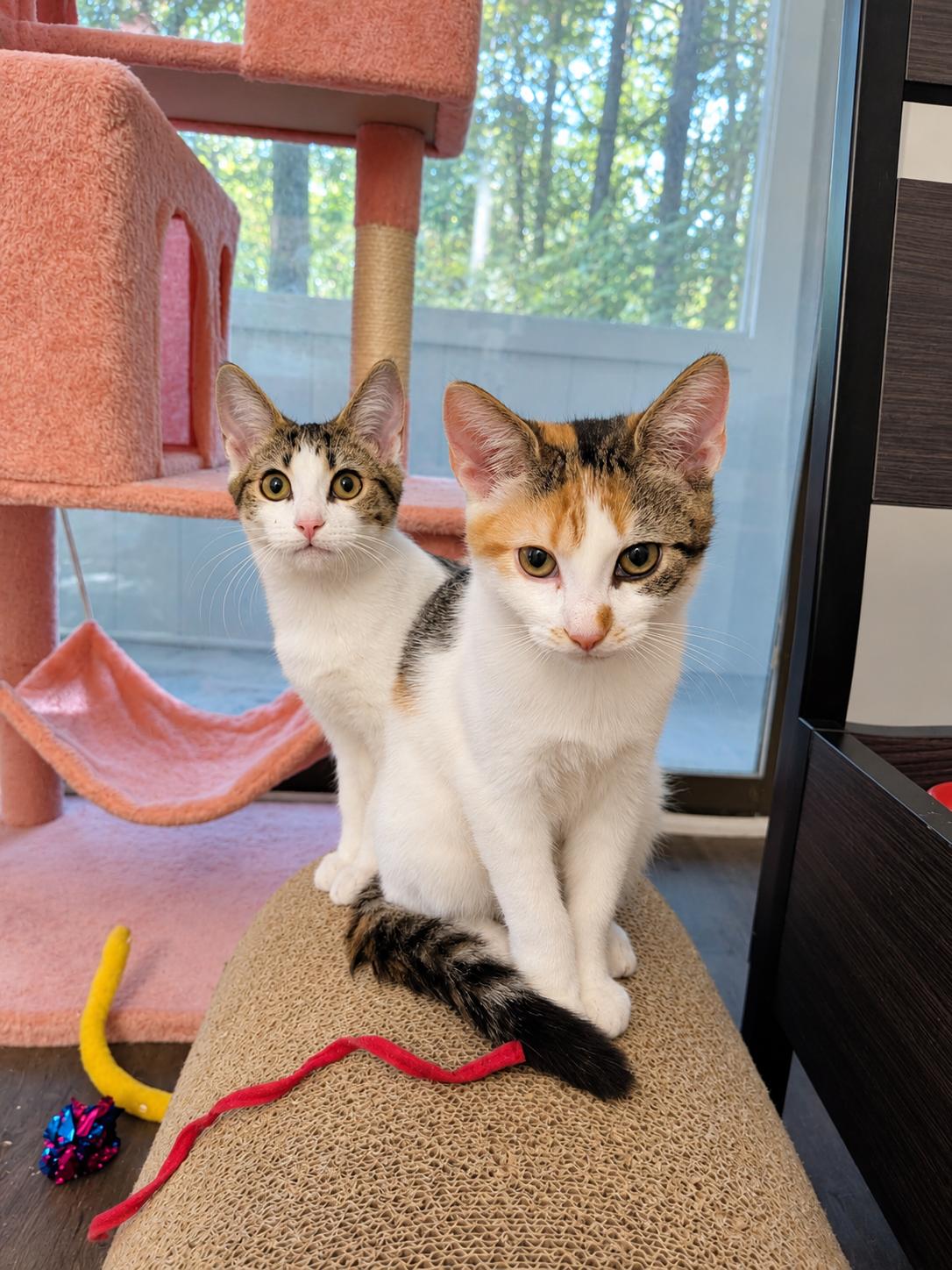 Enlarge Donut (The Breakfast Club), a Adoptable Domestic Short Hair in Tucker, GA image 6/6