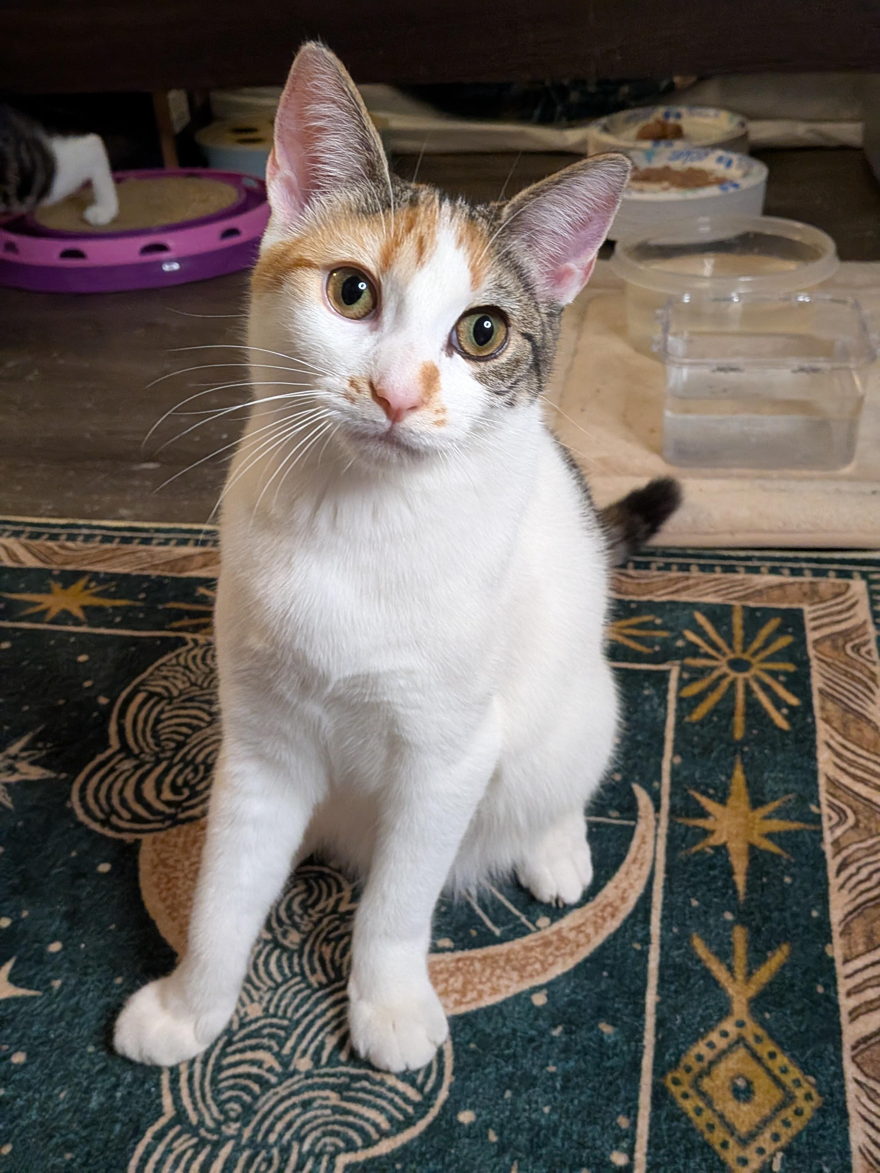 Enlarge Donut (The Breakfast Club), a Adoptable Domestic Short Hair in Tucker, GA image 4/6