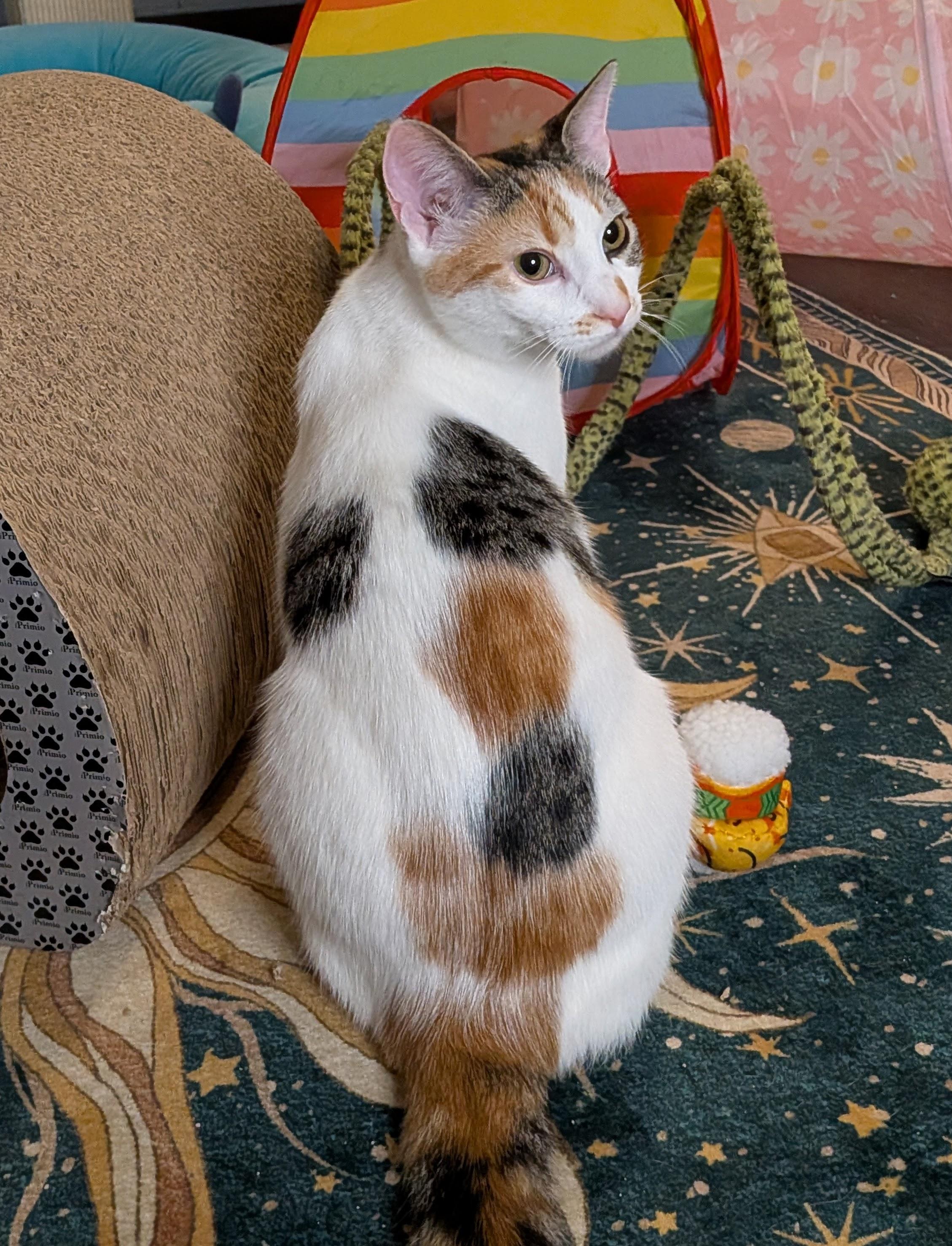 Enlarge Donut (The Breakfast Club), a Adoptable Domestic Short Hair in Tucker, GA image 1/6