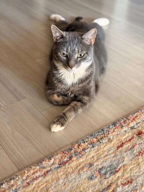 Enlarge Snoop, a Adoptable Domestic Short Hair in Chandler, AZ image 1/3