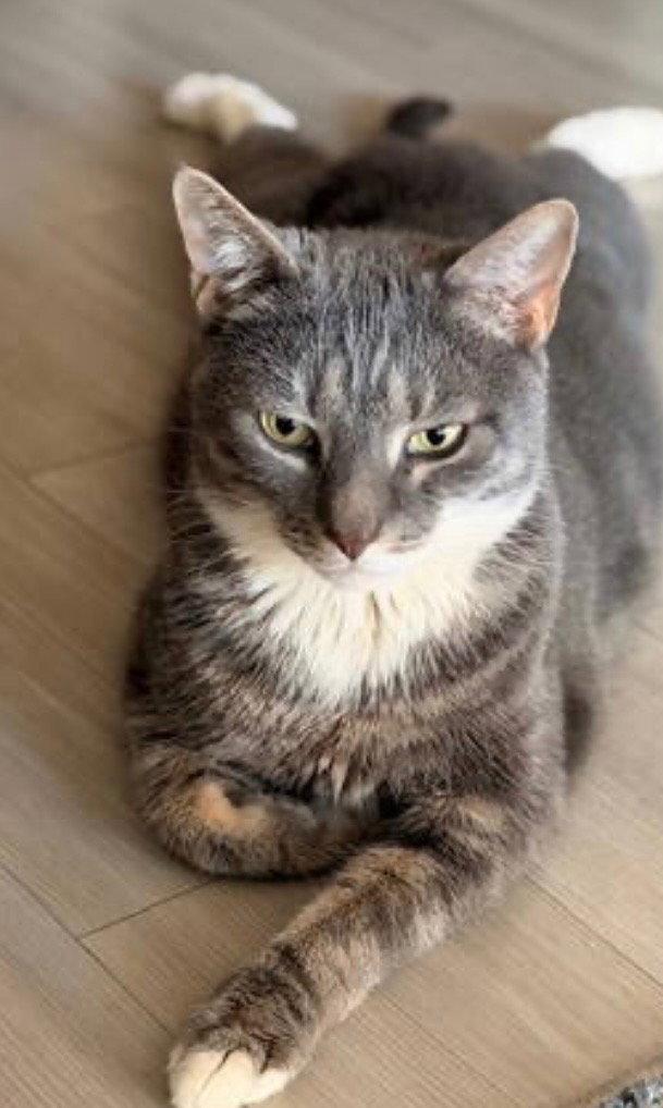 Enlarge Snoop, a Adoptable Domestic Short Hair in Chandler, AZ image 2/3